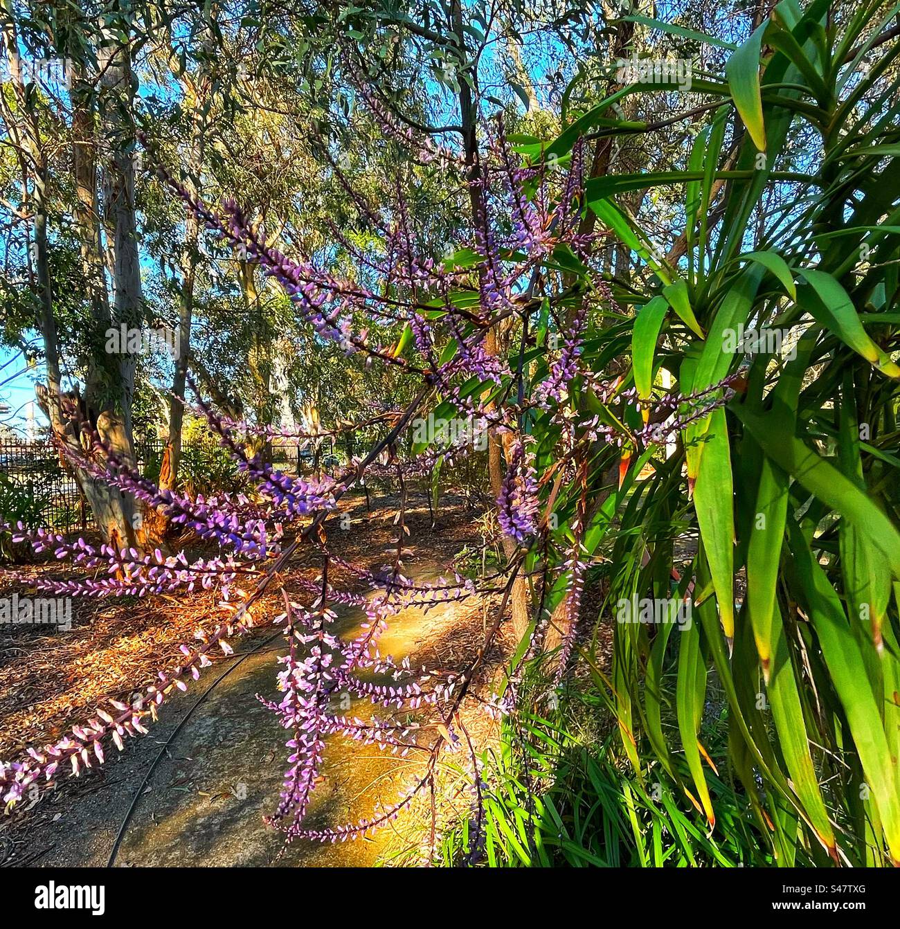 Hardenbergia violacae - Australian native plant Stock Photo