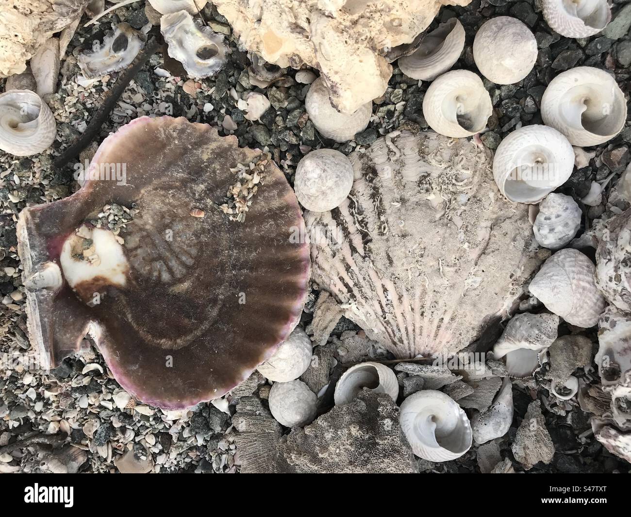 Marine Shell with unique patterns - Smartphone Captured Stock Image