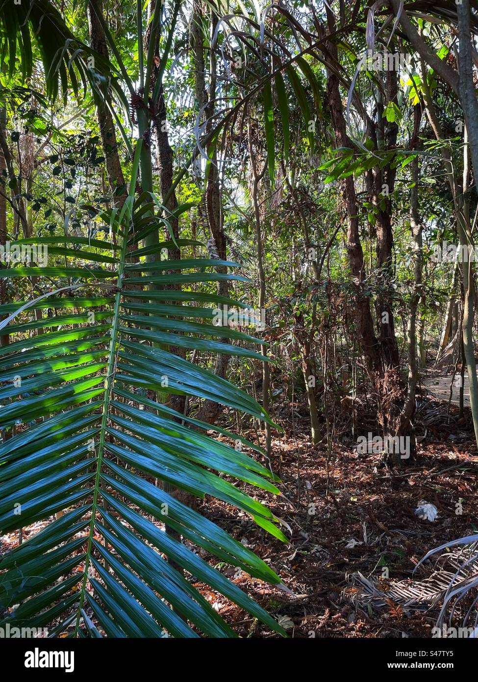 Palm leaf in open rainforest Stock Photo Alamy