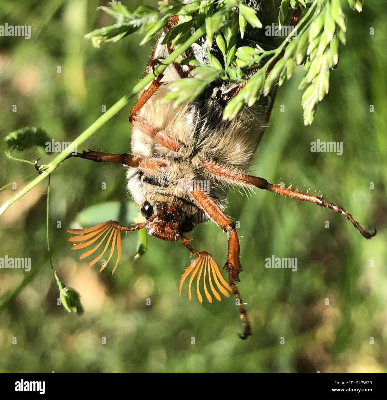 Grun braun hi-res stock photography and images - Alamy