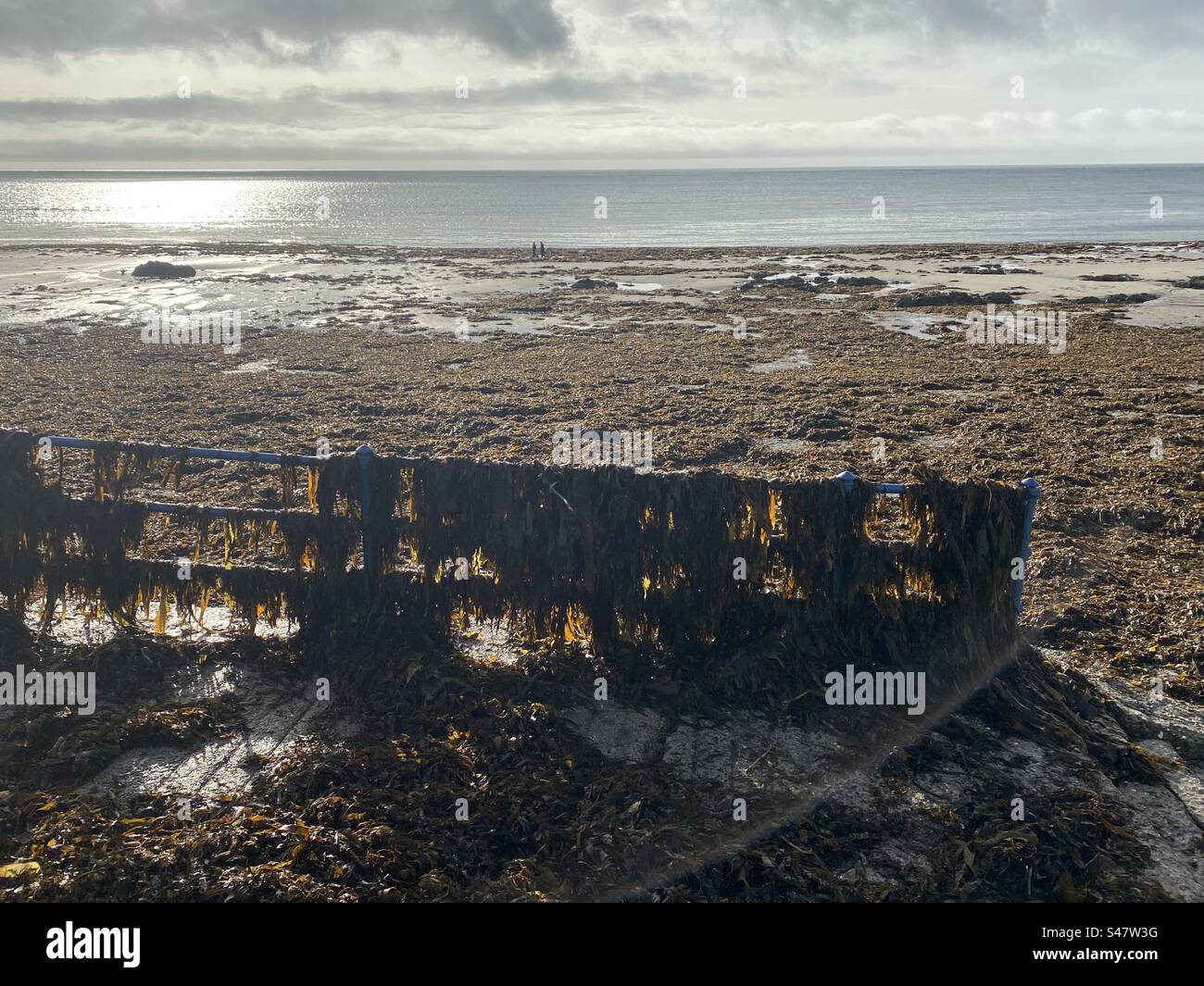 Seaweed draped over railings. Douglas. Isle Of Man. Autumn 2023 Stock