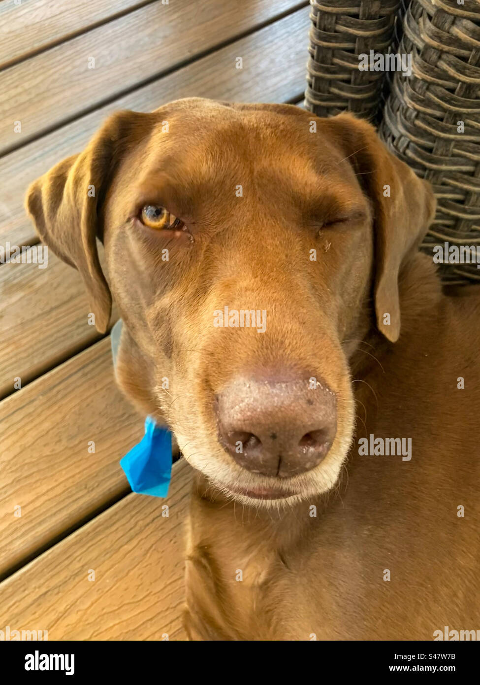 Chocolate lab winks at the photographer. - Smartphone Captured Stock Image