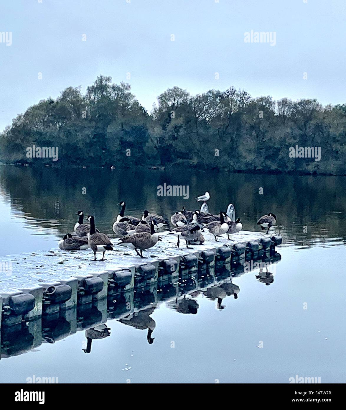 Gull amongst the geese - Smartphone Captured Stock Image