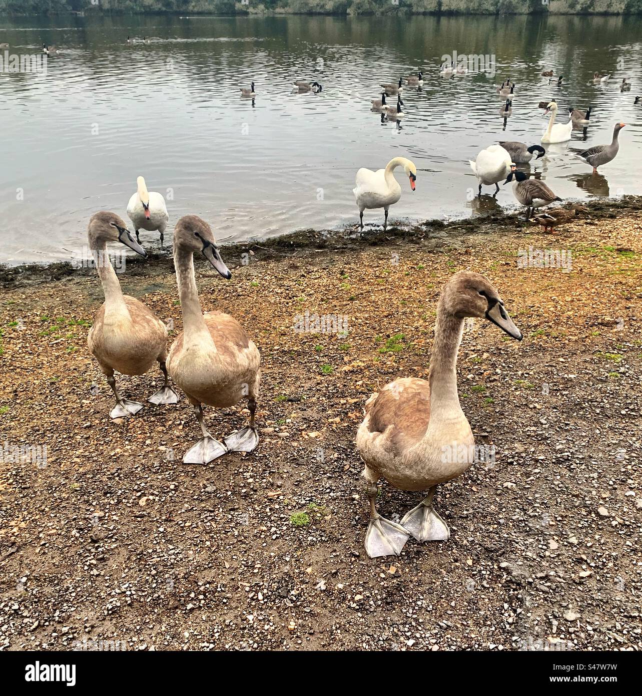Baby swans - Smartphone Captured Stock Image