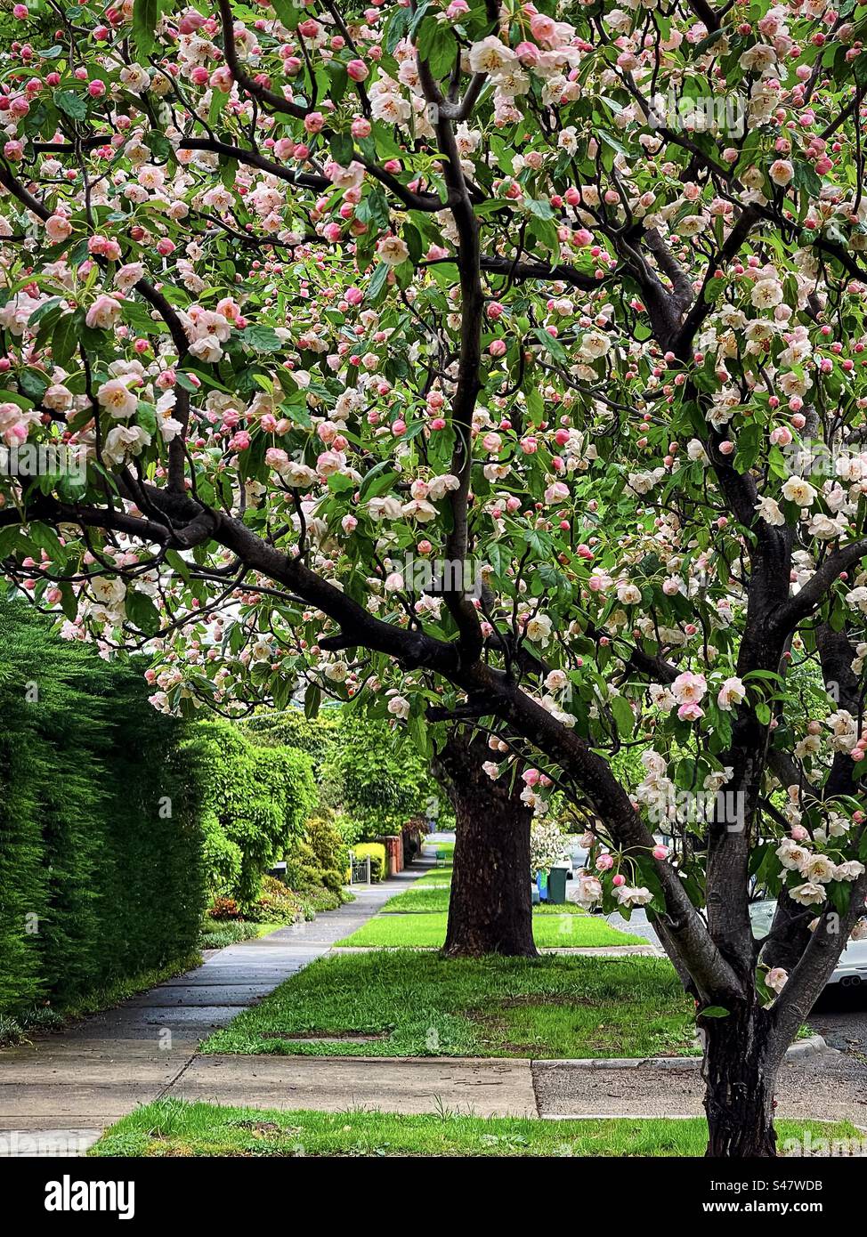 Scenic shot of a Betchel’s Crabapple/Malus ioensis tree in full bloom in springtime on a suburban street in Victoria, Australia. - Smartphone Captured Stock Image