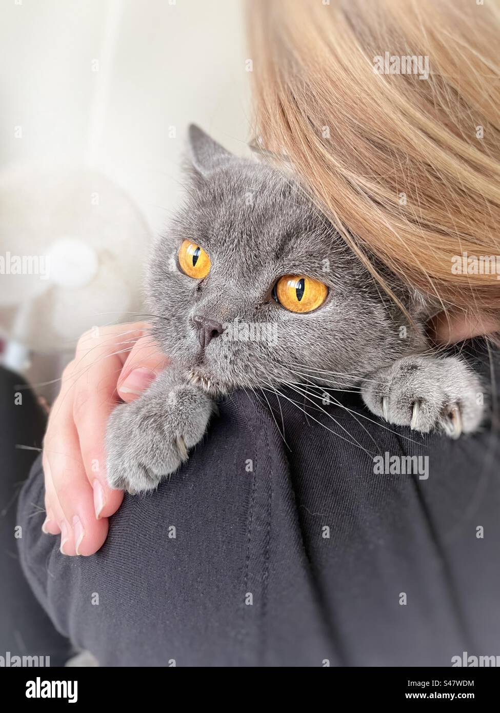 Woman holding a British shorthair cat on her shoulder - Smartphone Captured Stock Image