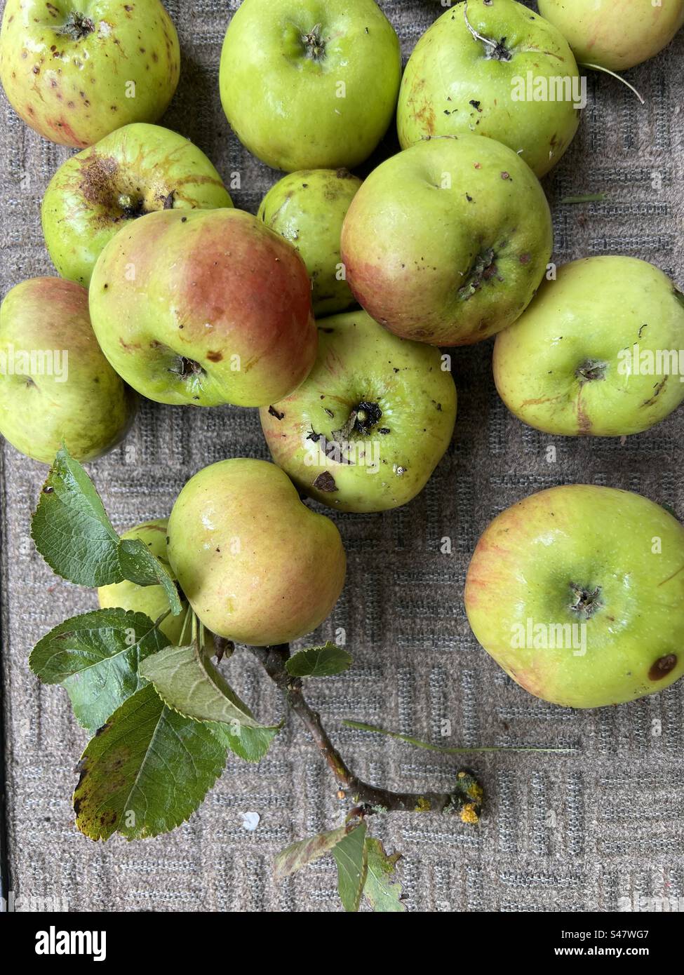 Close up of cooking apples the ripe home grown fruit fresh harvest forage from garden allotment orchard in Summer flat lay view with leaves - Smartphone Captured Stock Image