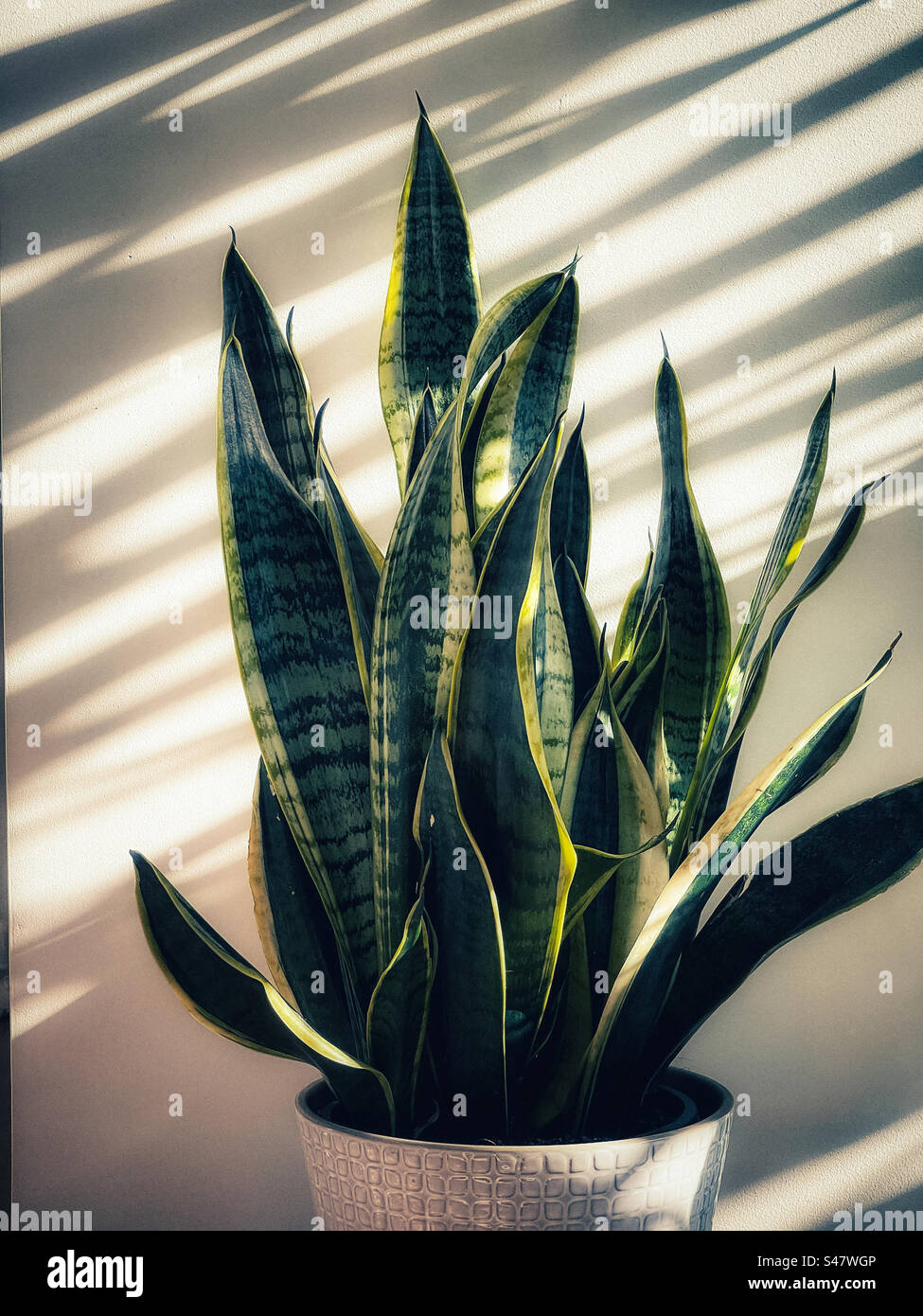 Close-up of Dracaena trifasciata aka snake plant/mother-in-law’s tongue potted plant in a white pot against shadows on white wall. Sunlight, shadows. Line, pattern. - Smartphone Captured Stock Image
