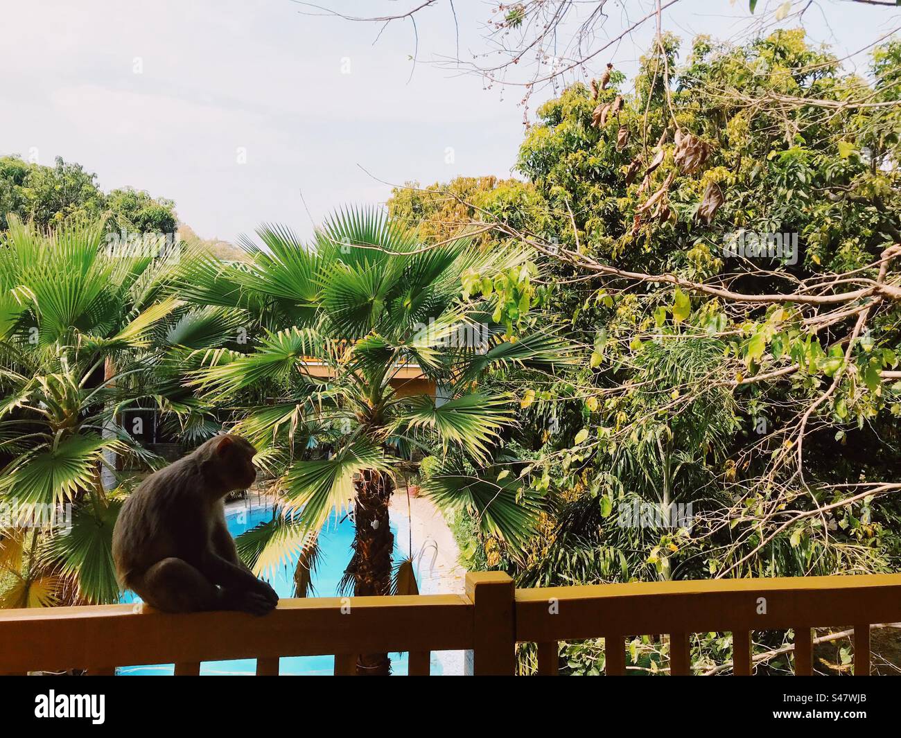 A monkey sitting on the fence over a swimming pool Stock Photo