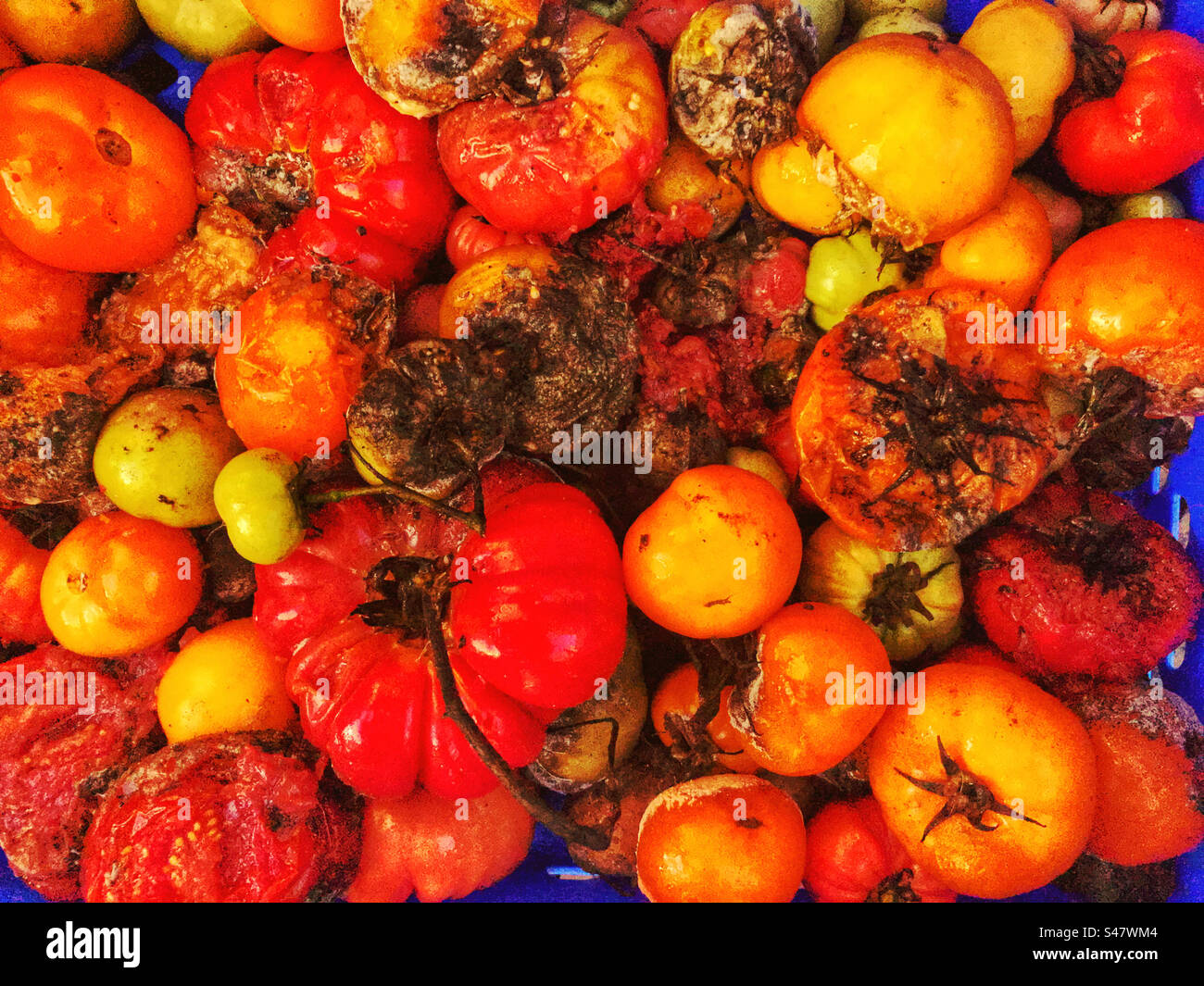 Various fruits in stages of decomposing - Smartphone Captured Stock Image