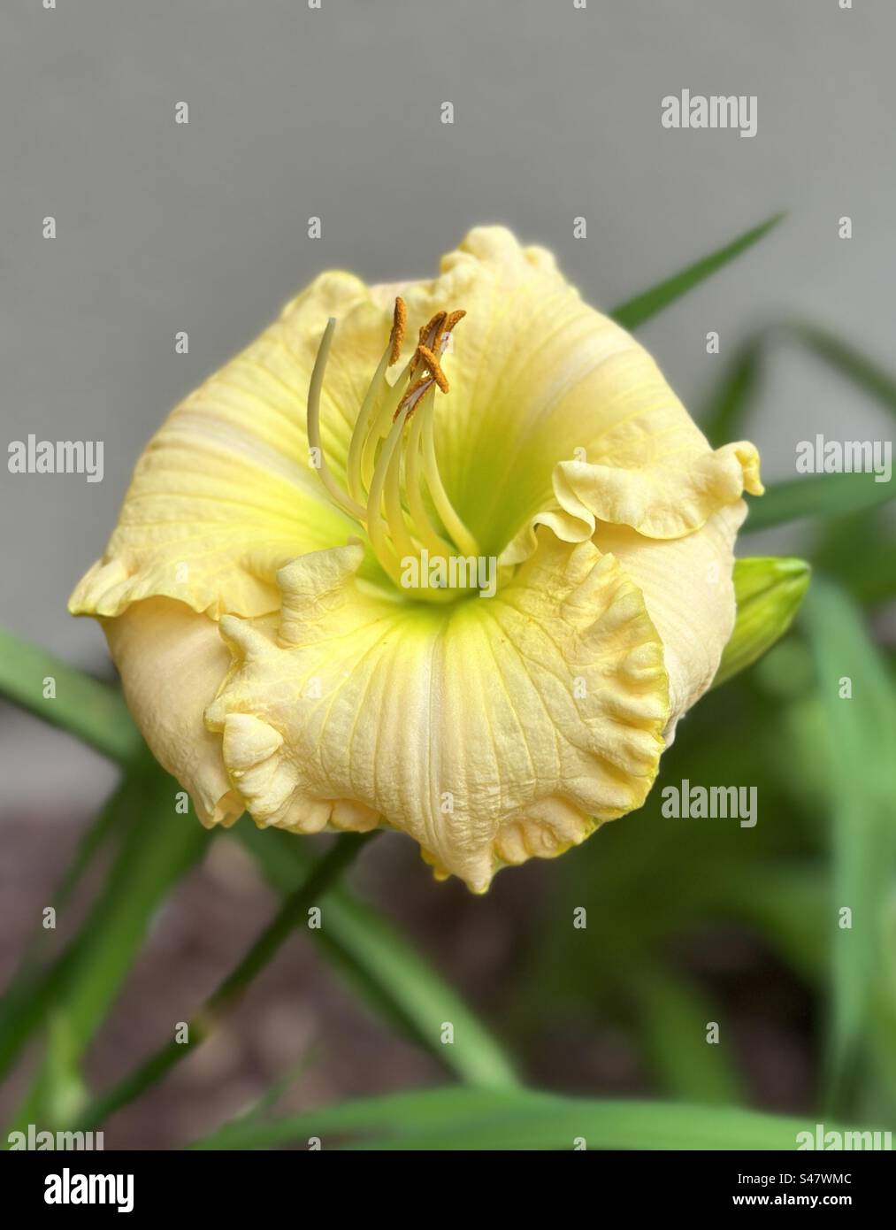Double ruffle day yellow day lily - Smartphone Captured Stock Image