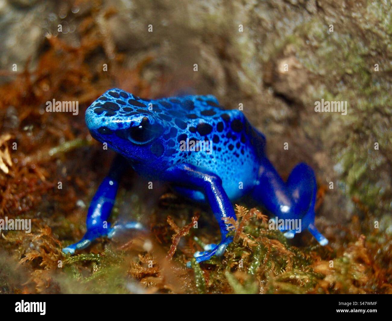 Blue frogs hires stock photography and images Alamy