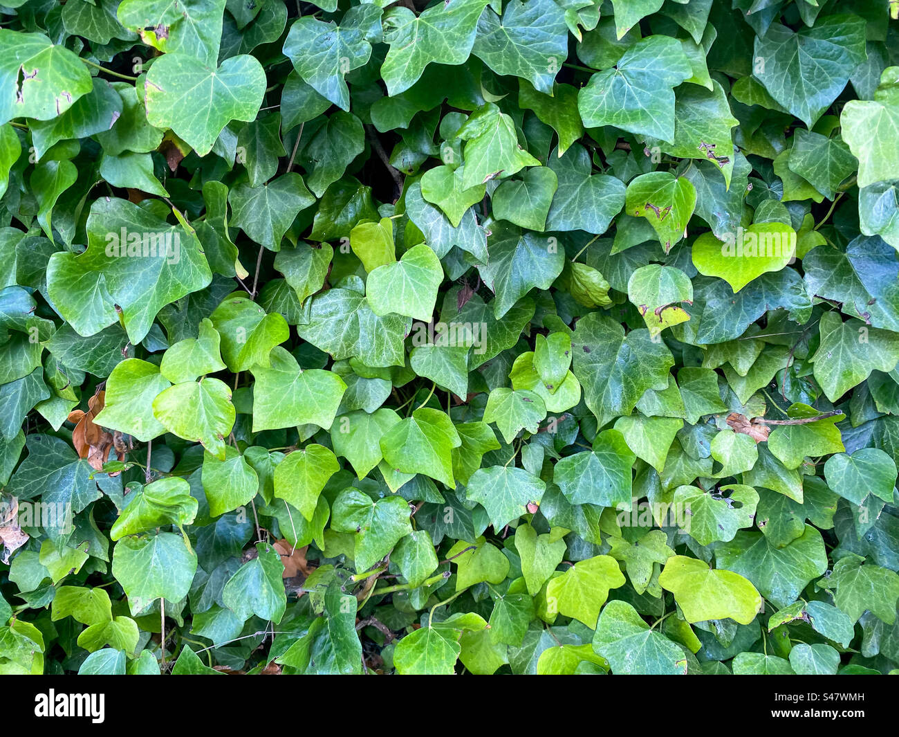 Ivy leaves growing up a wall - Smartphone Captured Stock Image