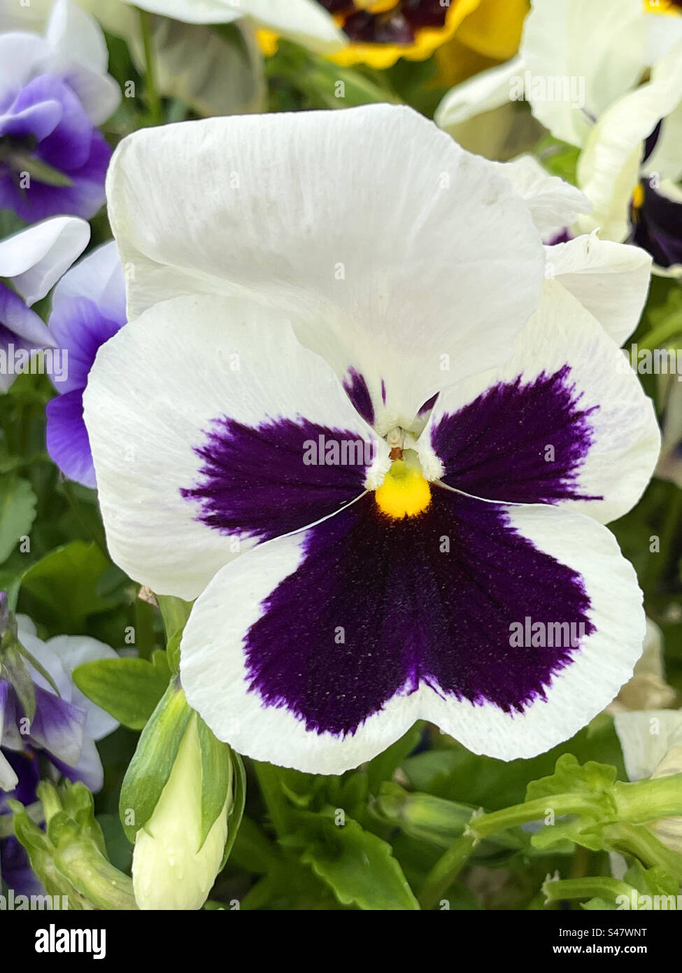 Pansy flower. - Smartphone Captured Stock Image