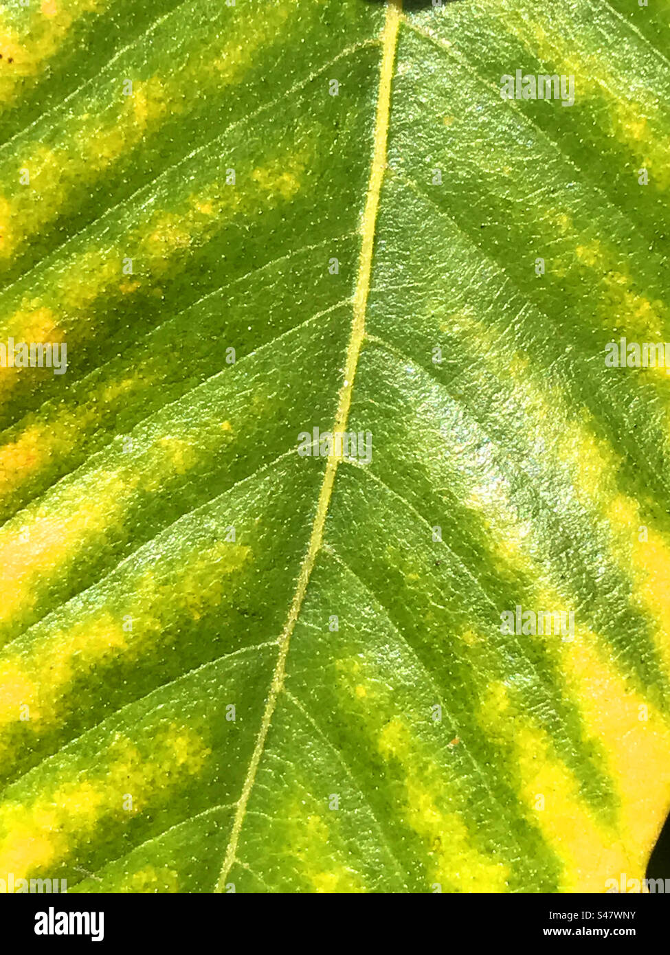 Green leaf. Close view. - Smartphone Captured Stock Image