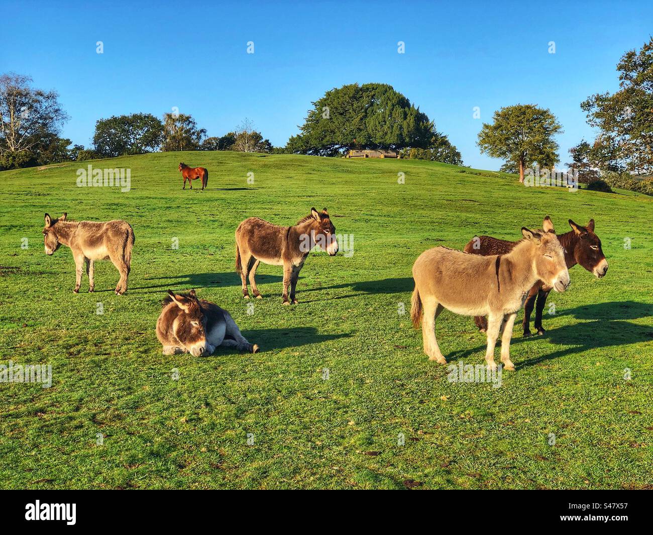 Donkeys enjoying Autumn sunrise at Bolton's Bench, Lyndhurst, New Forest National Park Hampshire United Kingdom - Smartphone Captured Stock Image