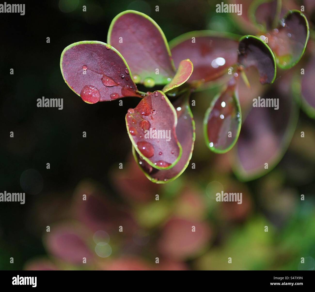 Rain drops on a plant leaf Stock Photo