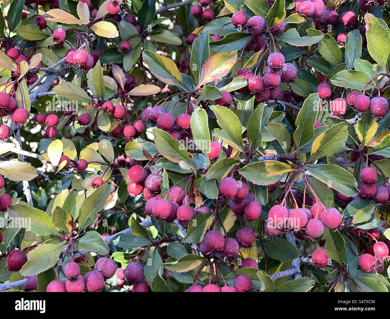 Autumn berries in Utah, USA. - Smartphone Captured Stock Image