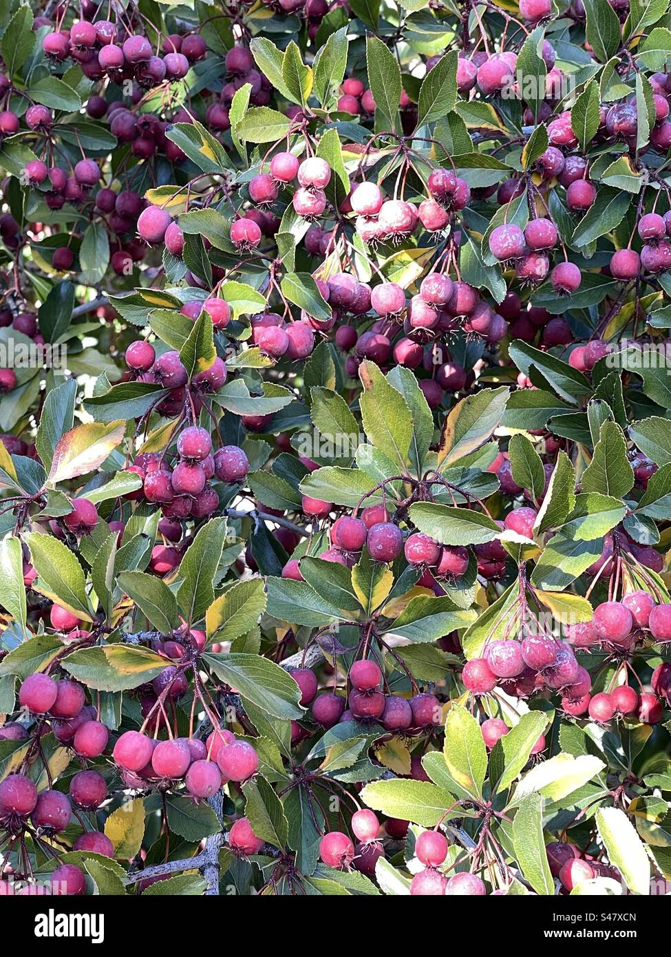 Autumn berries in Utah, USA. - Smartphone Captured Stock Image