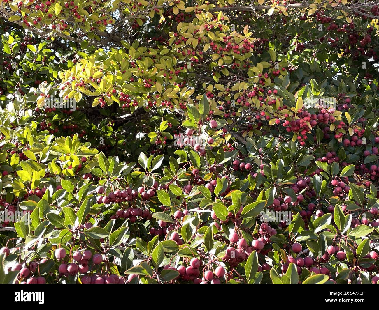 Autumn berries in Utah, USA. - Smartphone Captured Stock Image