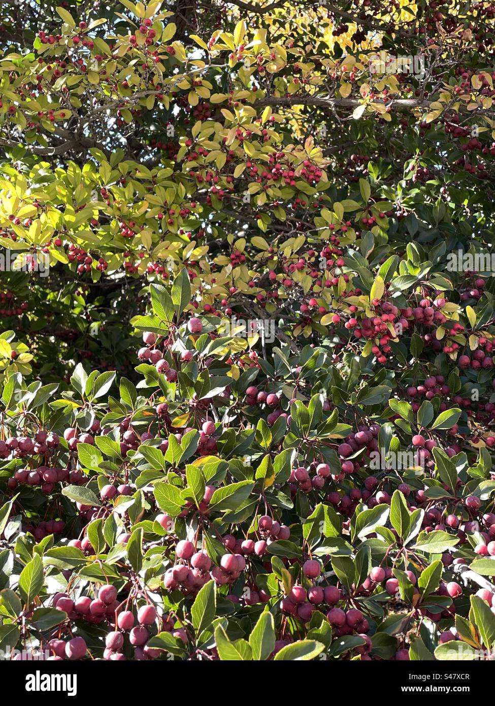 Autumn berries in Utah, USA. - Smartphone Captured Stock Image