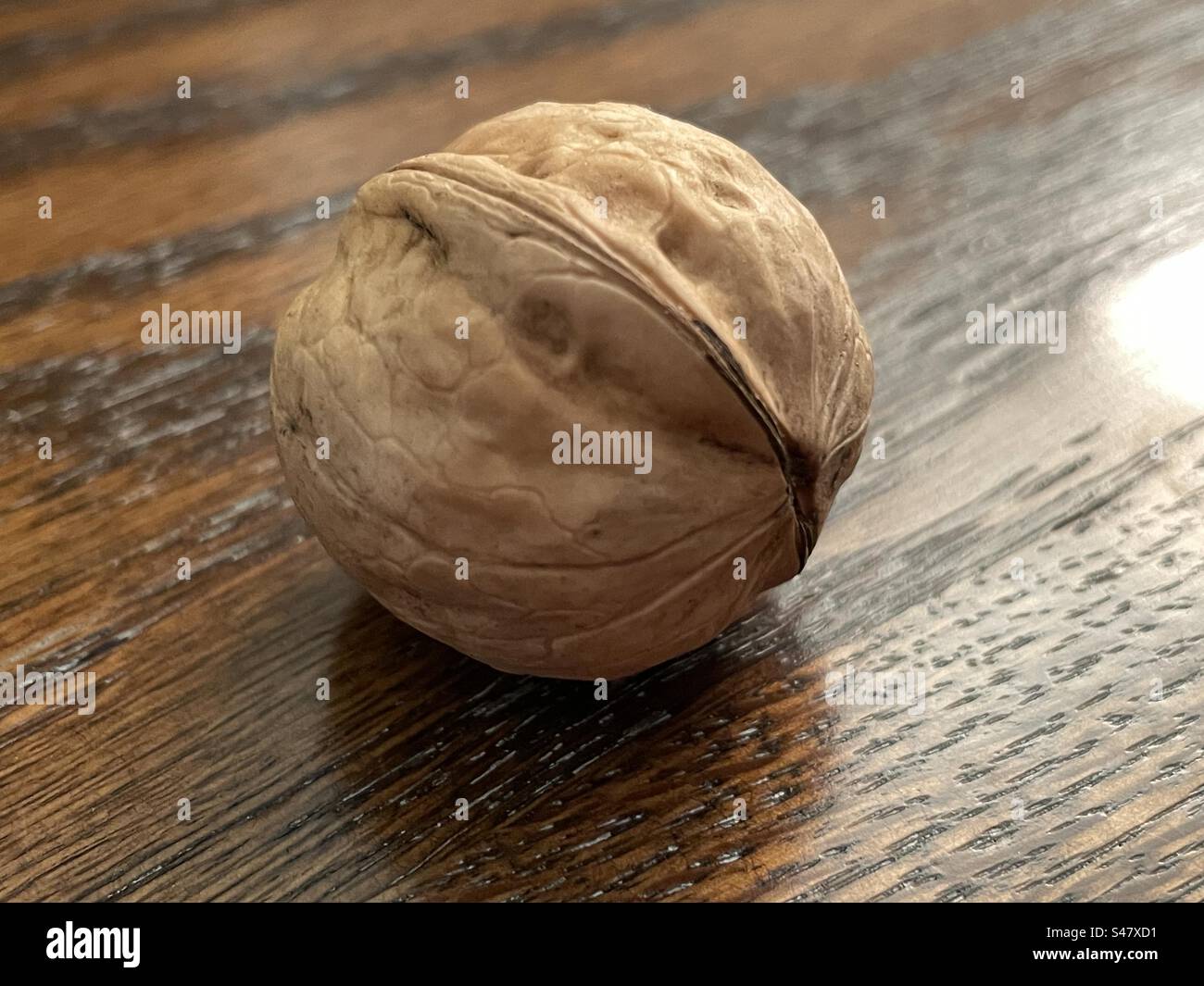 A single walnut as still life. - Smartphone Captured Stock Image