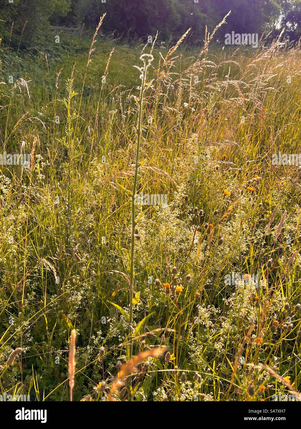 Long meadow grass and wild seeds in soft afternoon sunlight Stock Photo