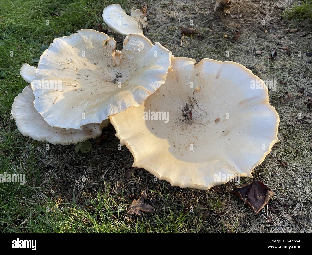 Very large giant fennel mushrooms Stock Photo