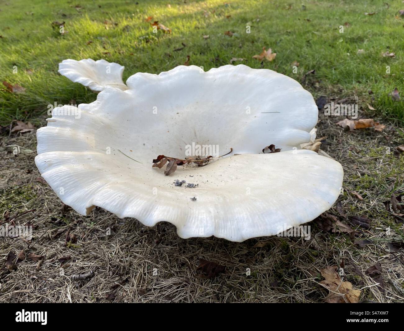 Giant fennel mushroom on grass Stock Photo