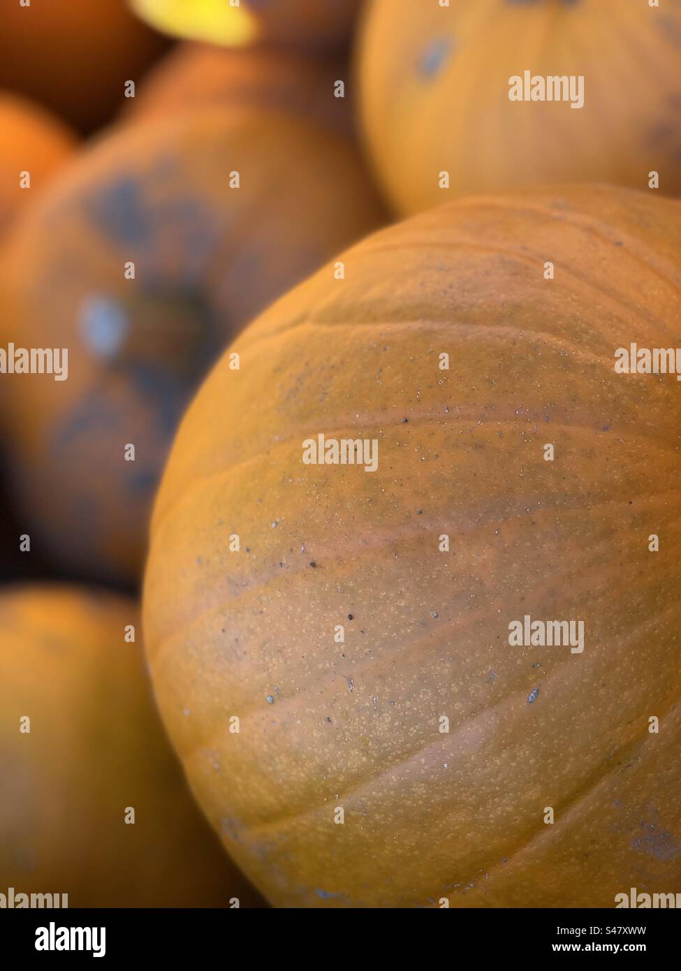 An array of orange pumpkins Stock Photo