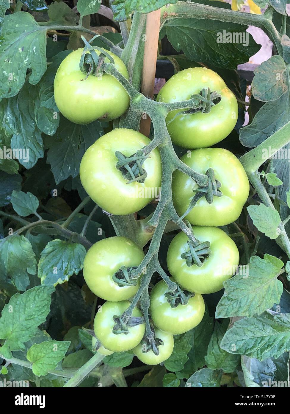 Green Tomato on the vine Stock Photo - Alamy