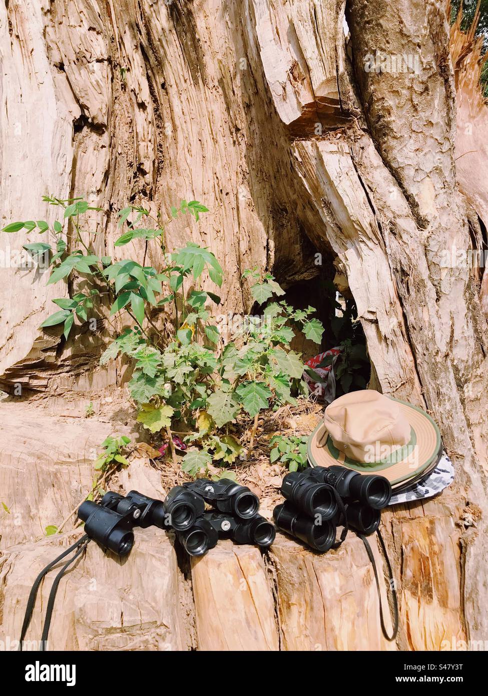 Binoculars and hats kept on a tree outside a forest - Smartphone Captured Stock Image