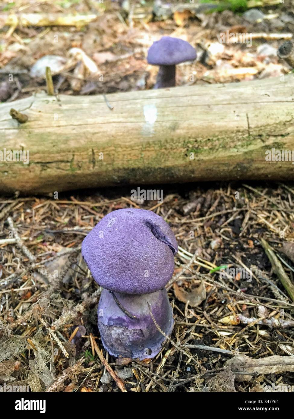 Two violet webcap cort cortinarius violaceus fungi mushrooms growing in the forest soil with thick dry branch trunk between Stock Photo