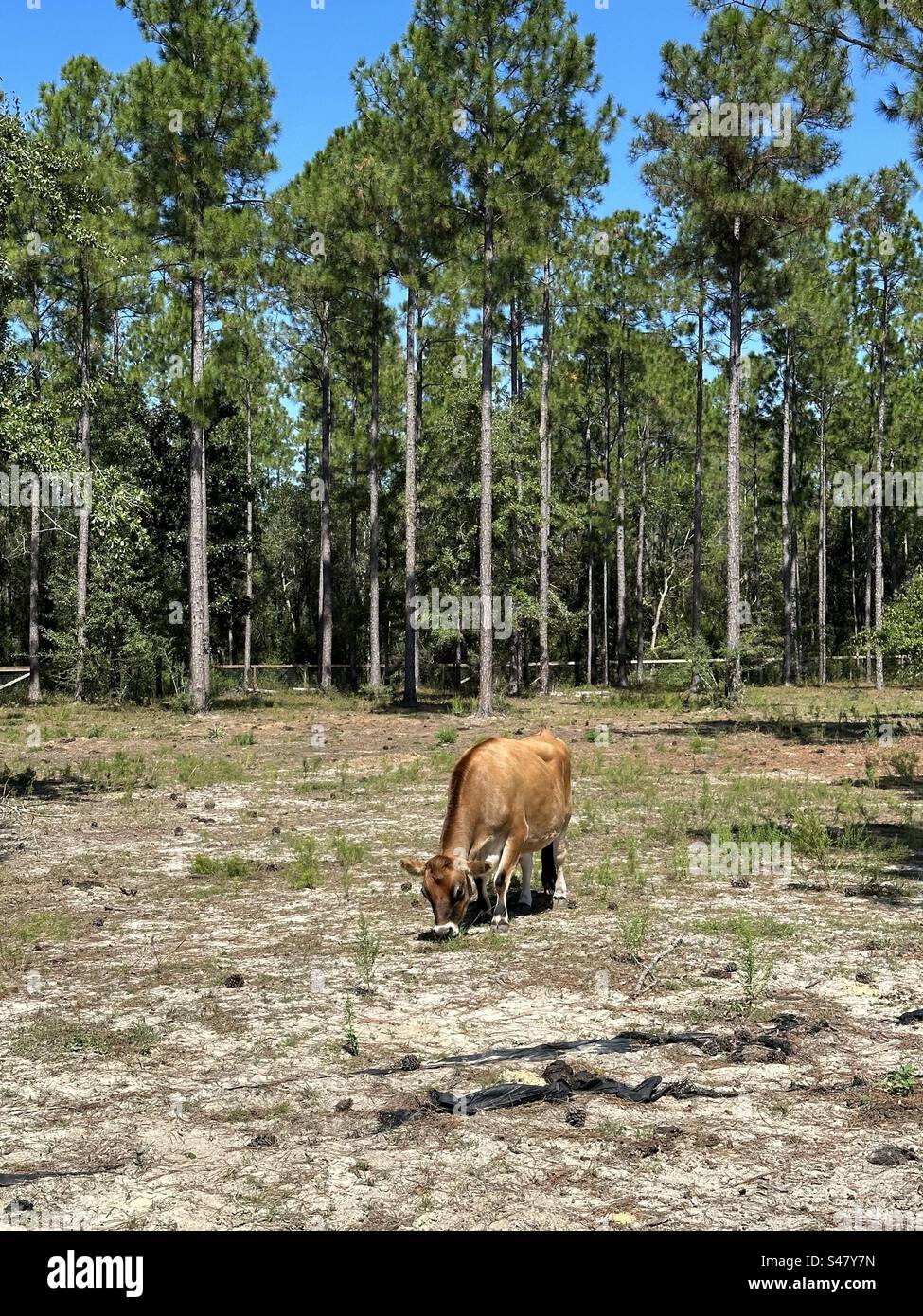 Brown cow feeding on grass - Smartphone Captured Stock Image