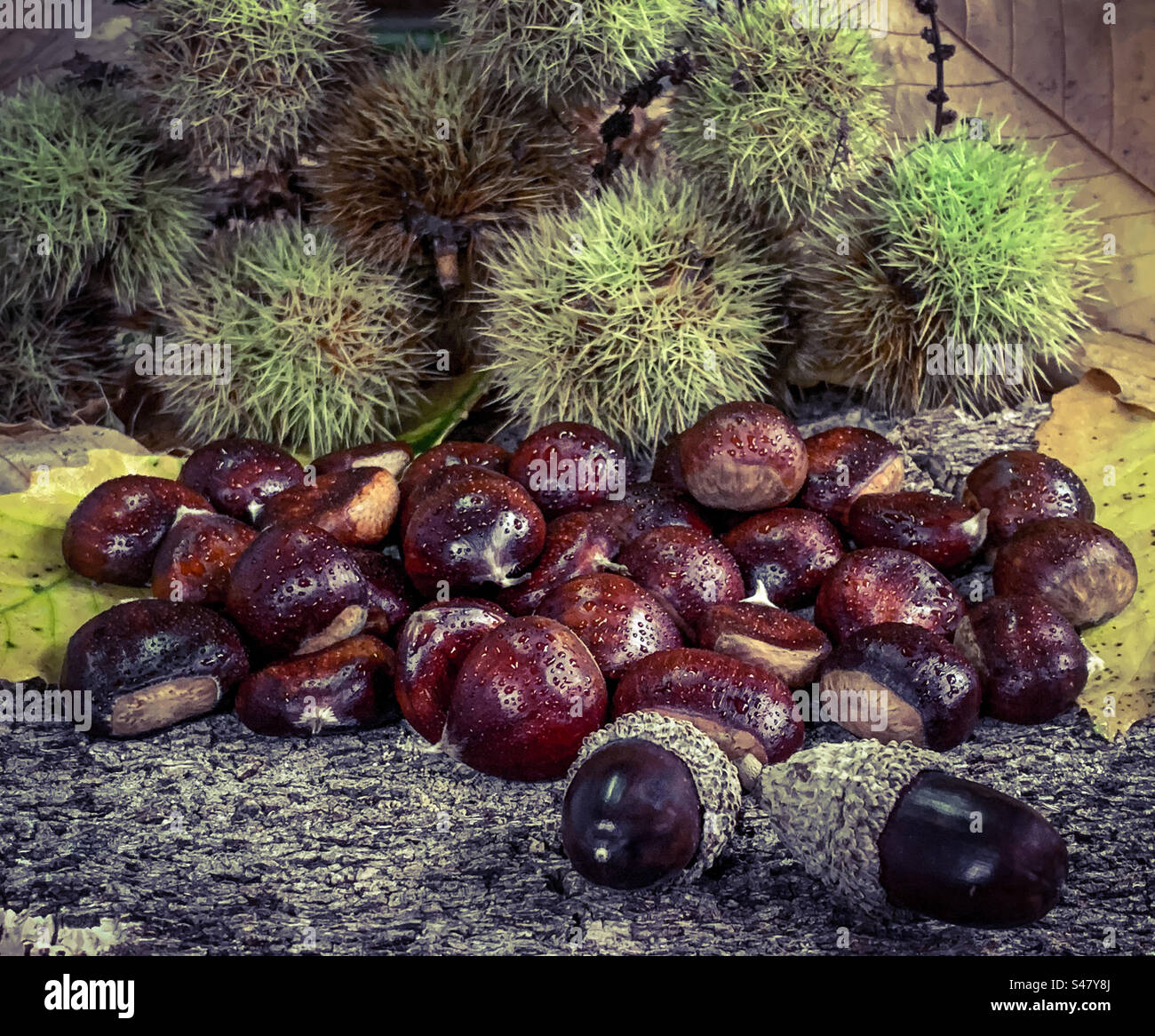 Chestnuts with acorns on bark Stock Photo - Alamy