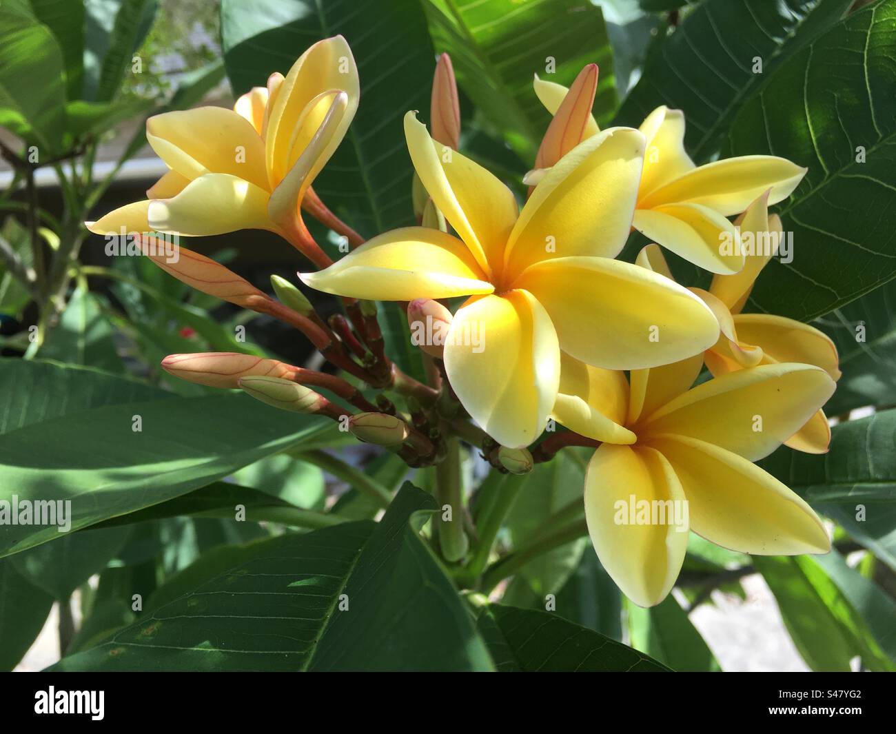 Plumerias/Frangipanis tropical plants that grow in Hawaii, Australia