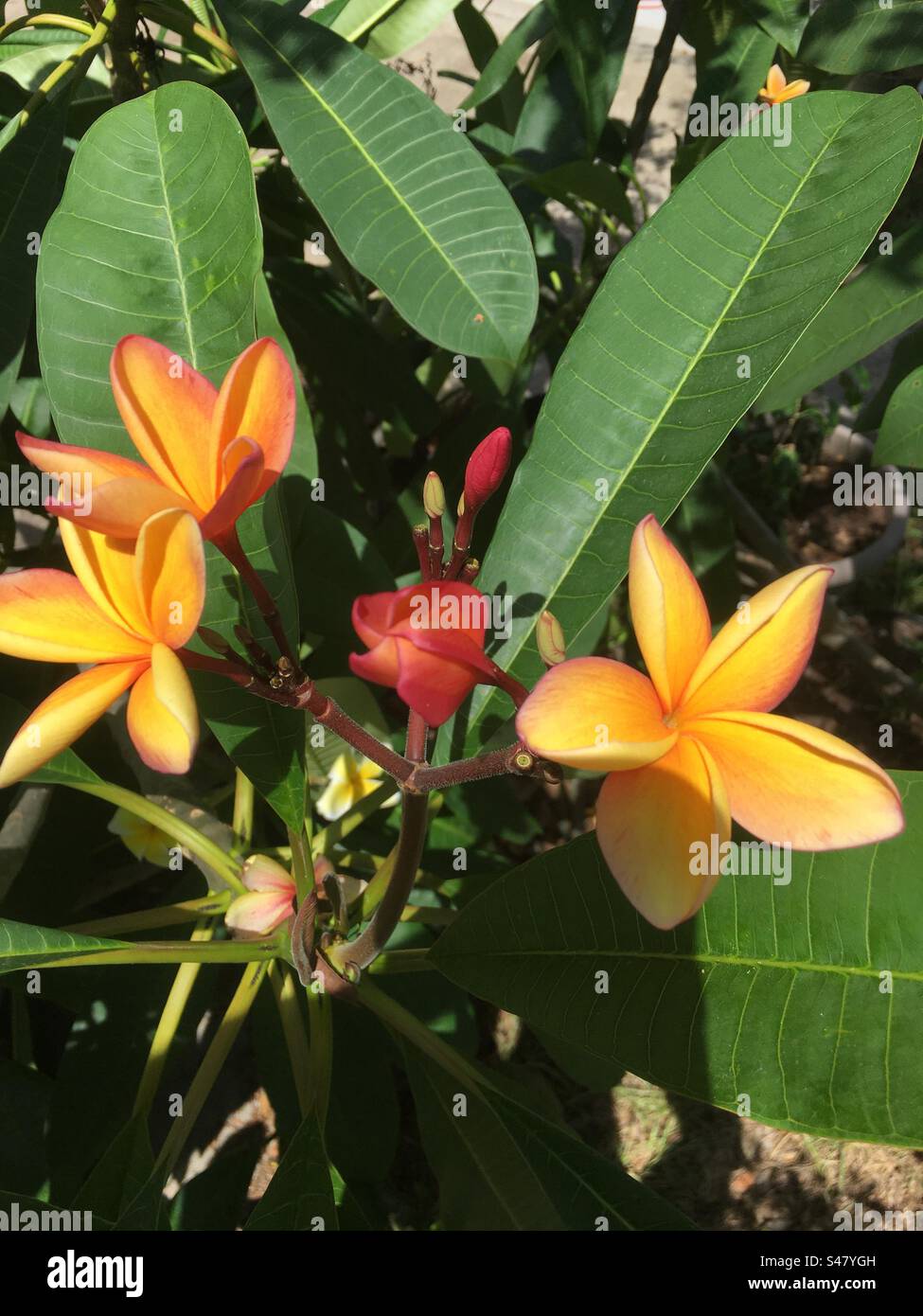 Plumerias/Frangipanis are beautiful tropical plants that grow in Hawaii
