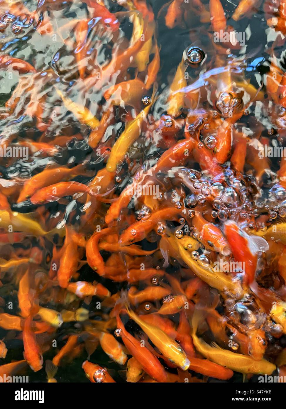 Tank full of gold fish Stock Photo
