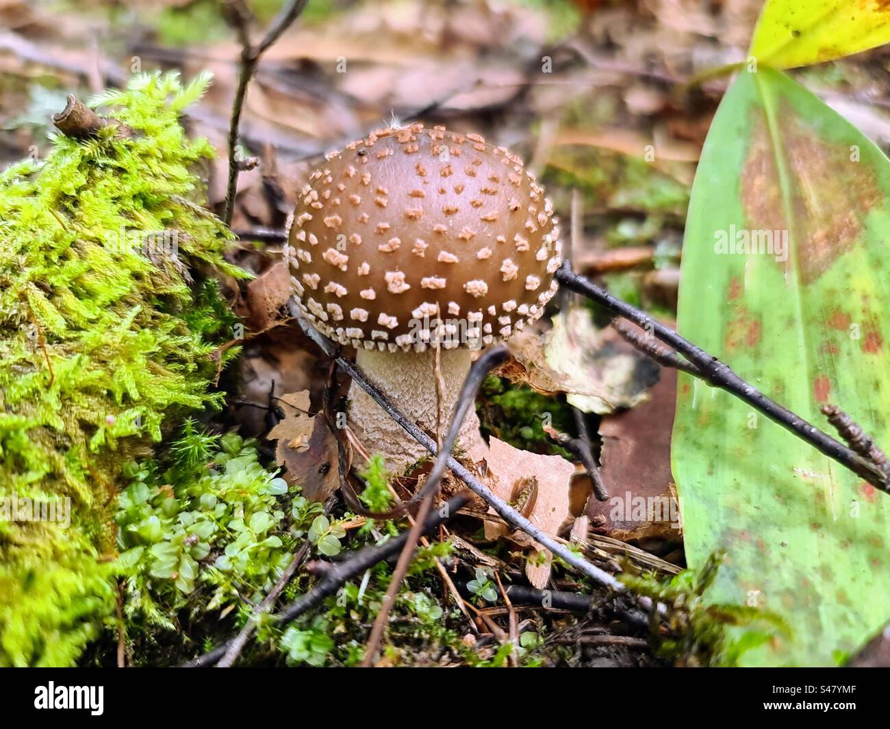 Single young brown cap amanita pantherina regalis excelsa muscaria royal fly agaric false blush fungi mushroom growing in the forest soil among moss and leaves Stock Photo