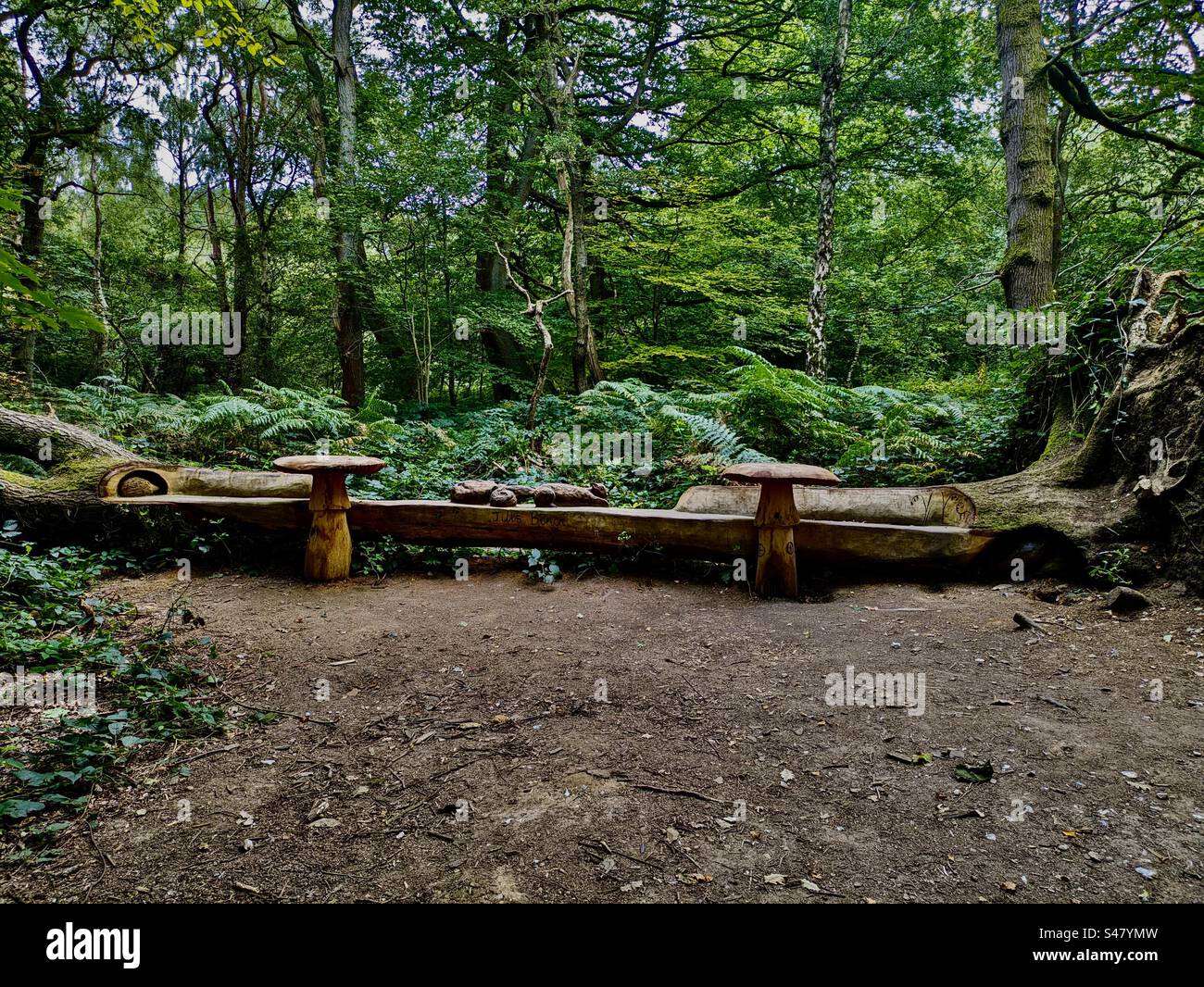 Fallen tree felled bench art sculpture Walking on a path wood tree countryside nature trees plant plants English park outside south of England 11-10-23 Stock Photo