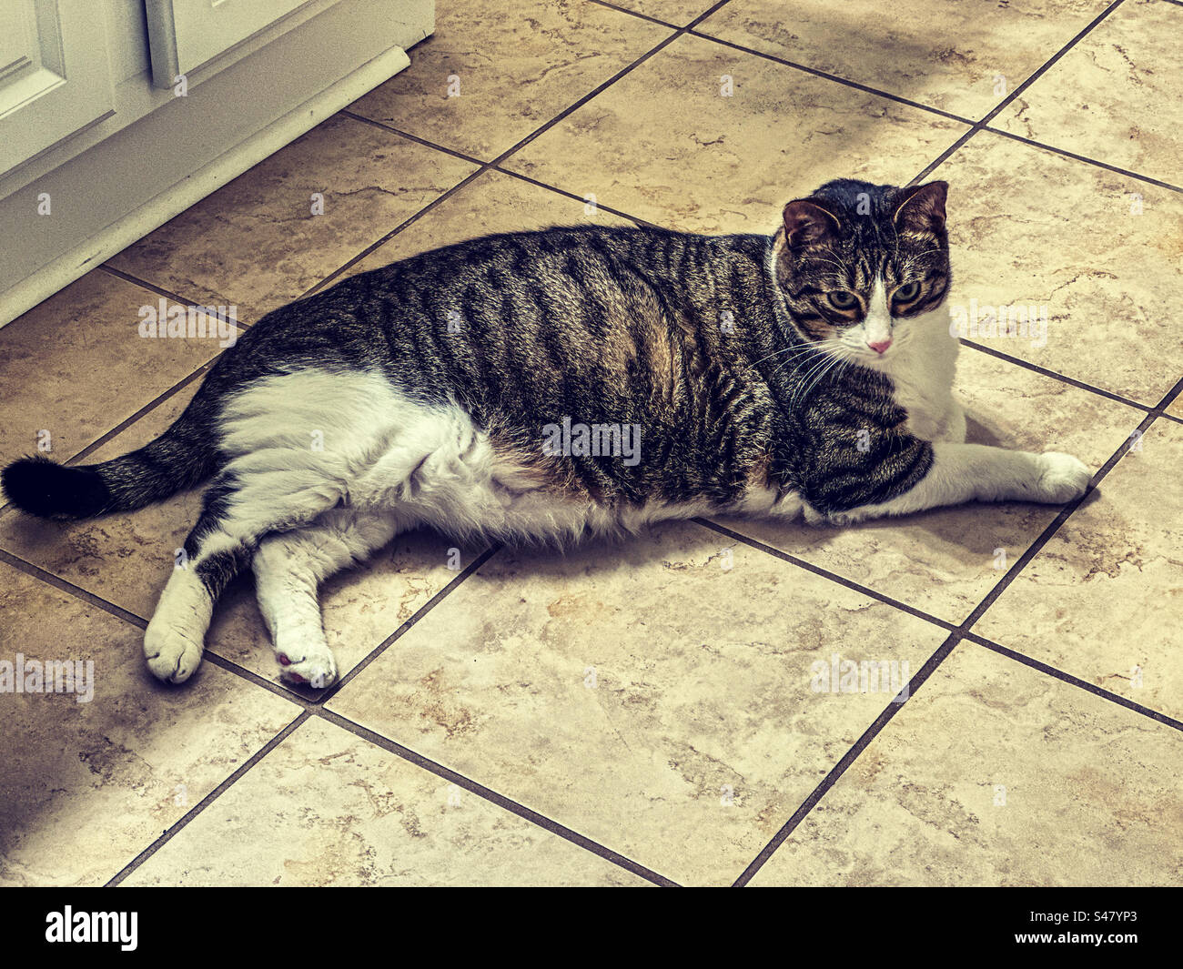 Fat tabby cat relaxing on tile floor Stock Photo