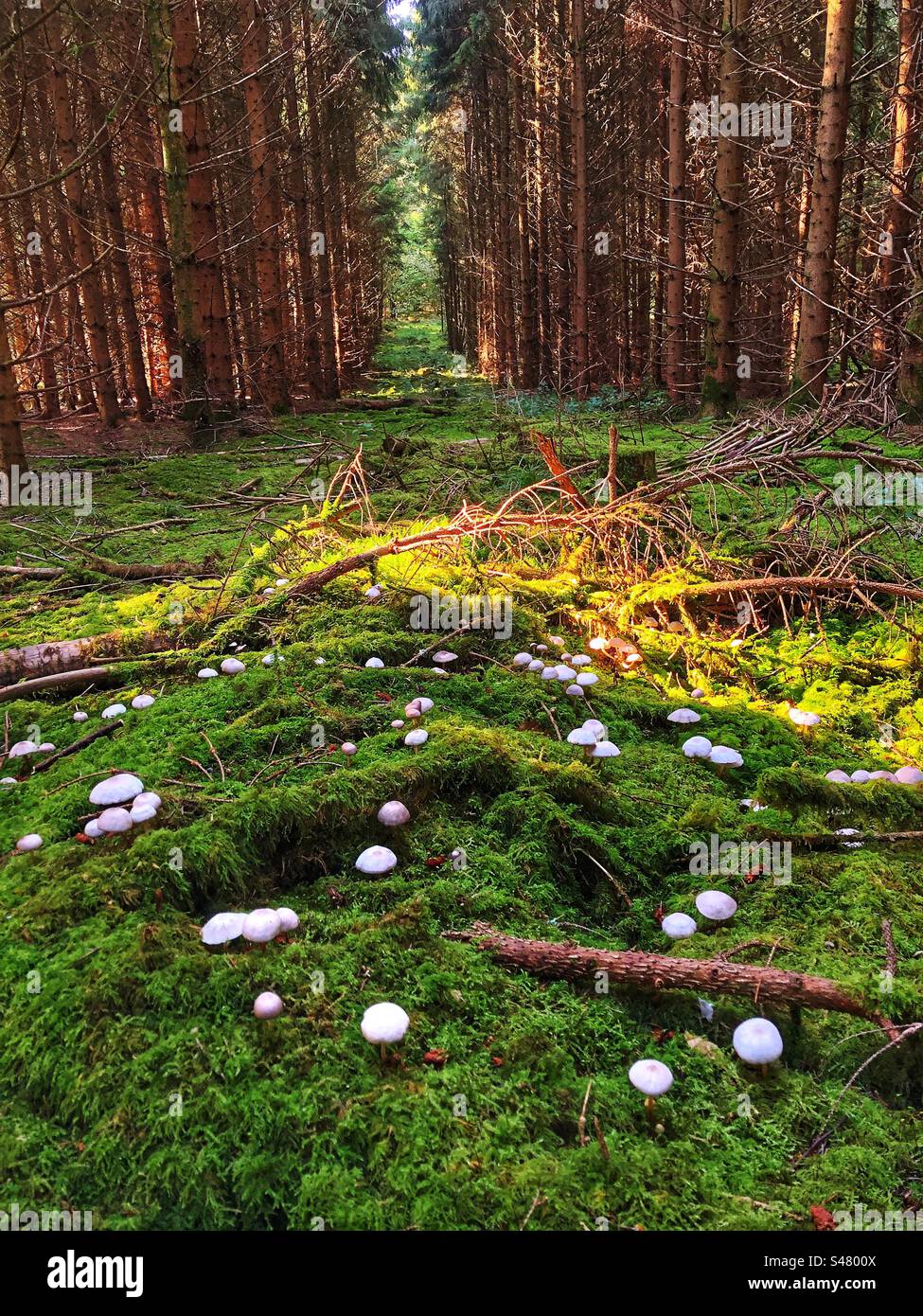 Pine forest in Autumn near Winchester Hampshire United Kingdom - Smartphone Captured Stock Image