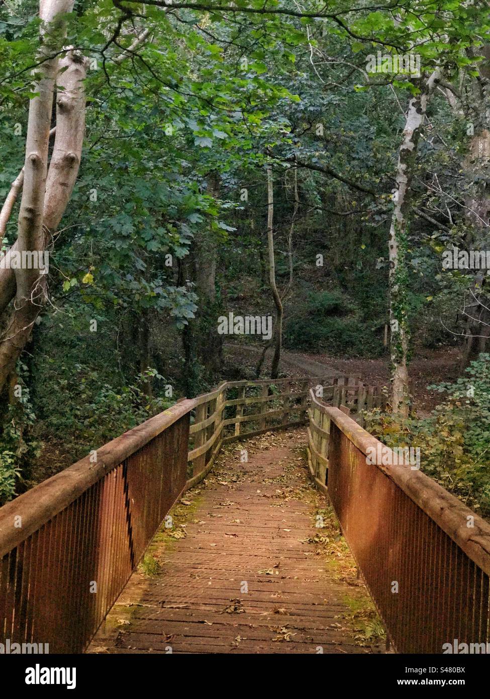wooden footbridge leading to path through woods Wales uk Stock Photo ...