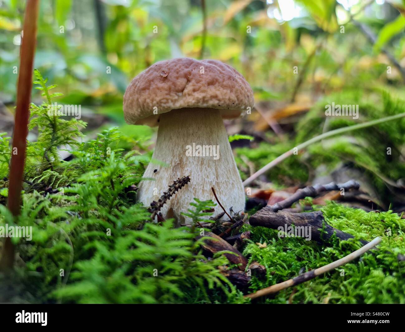 Small single Boletus edulis, cep, penny bun, porcino, porcini fungus fungi mushroom growing in the forest soil among the moss and fallen branches - Smartphone Captured Stock Image