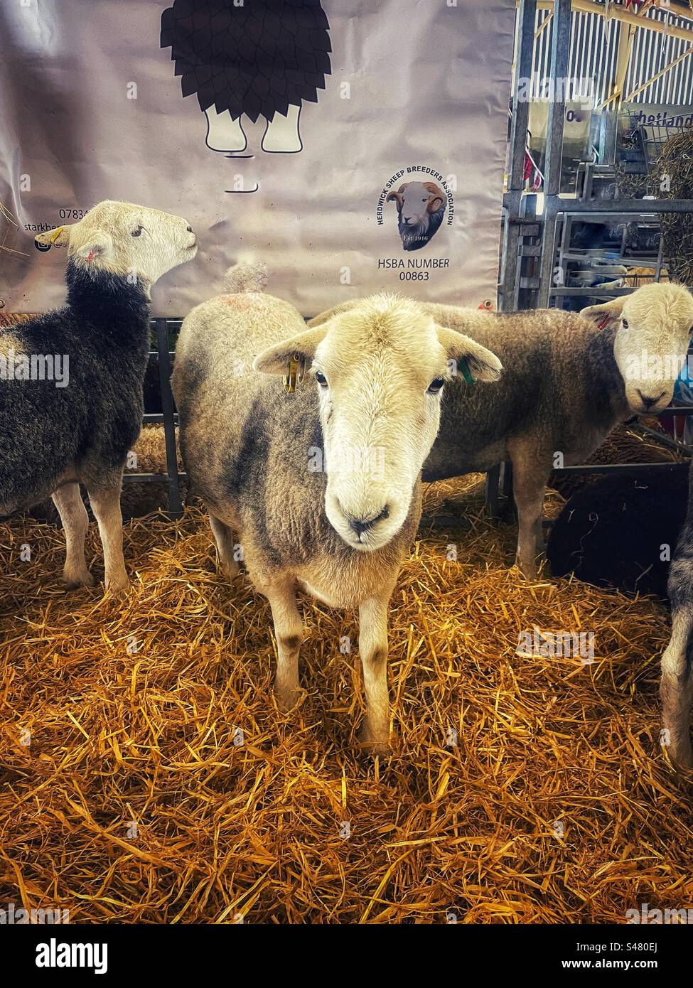 Sheep at the Great Yorkshire Show Stock Photo Alamy