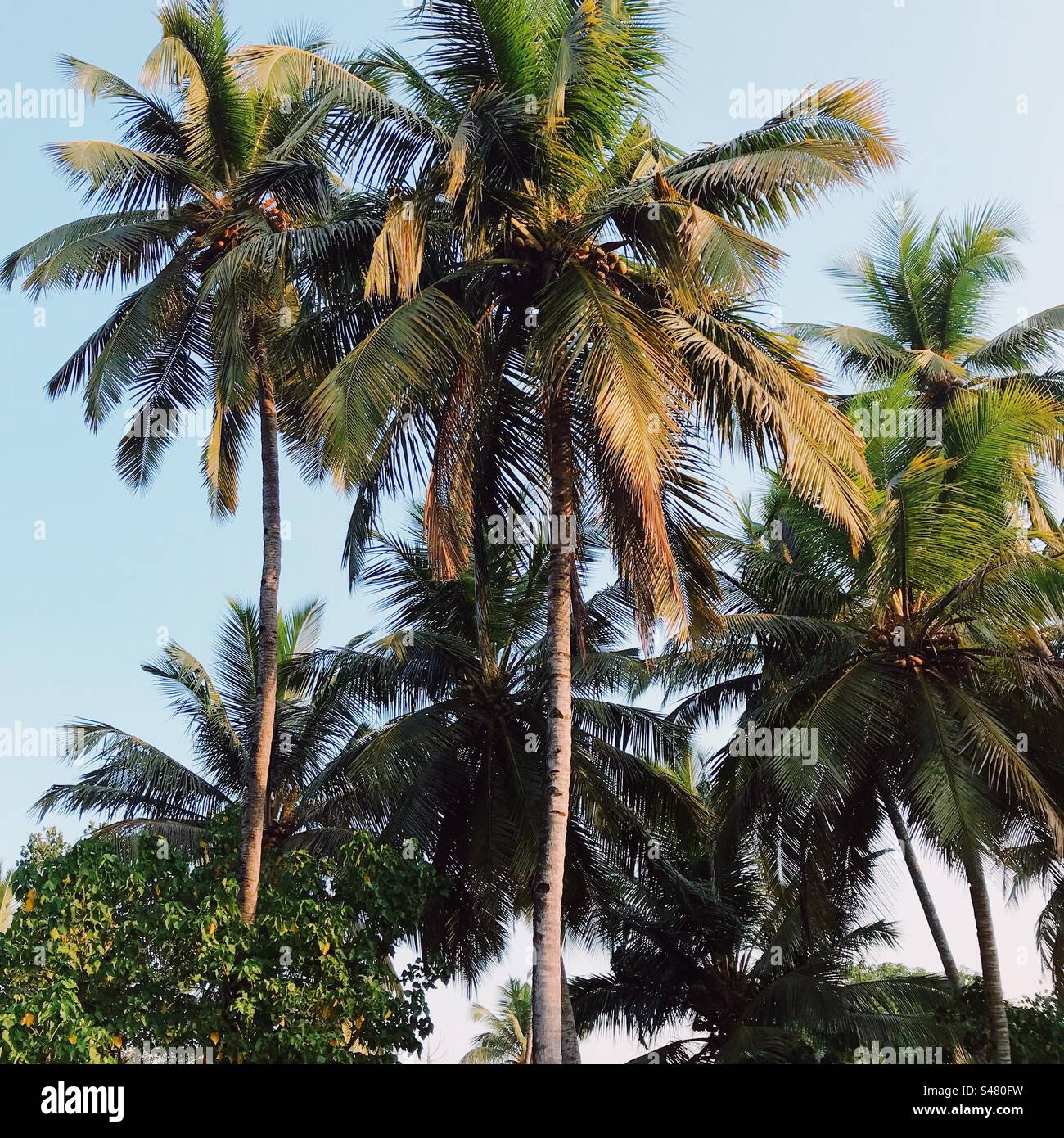 Coconut trees in Goa, India Stock Photo