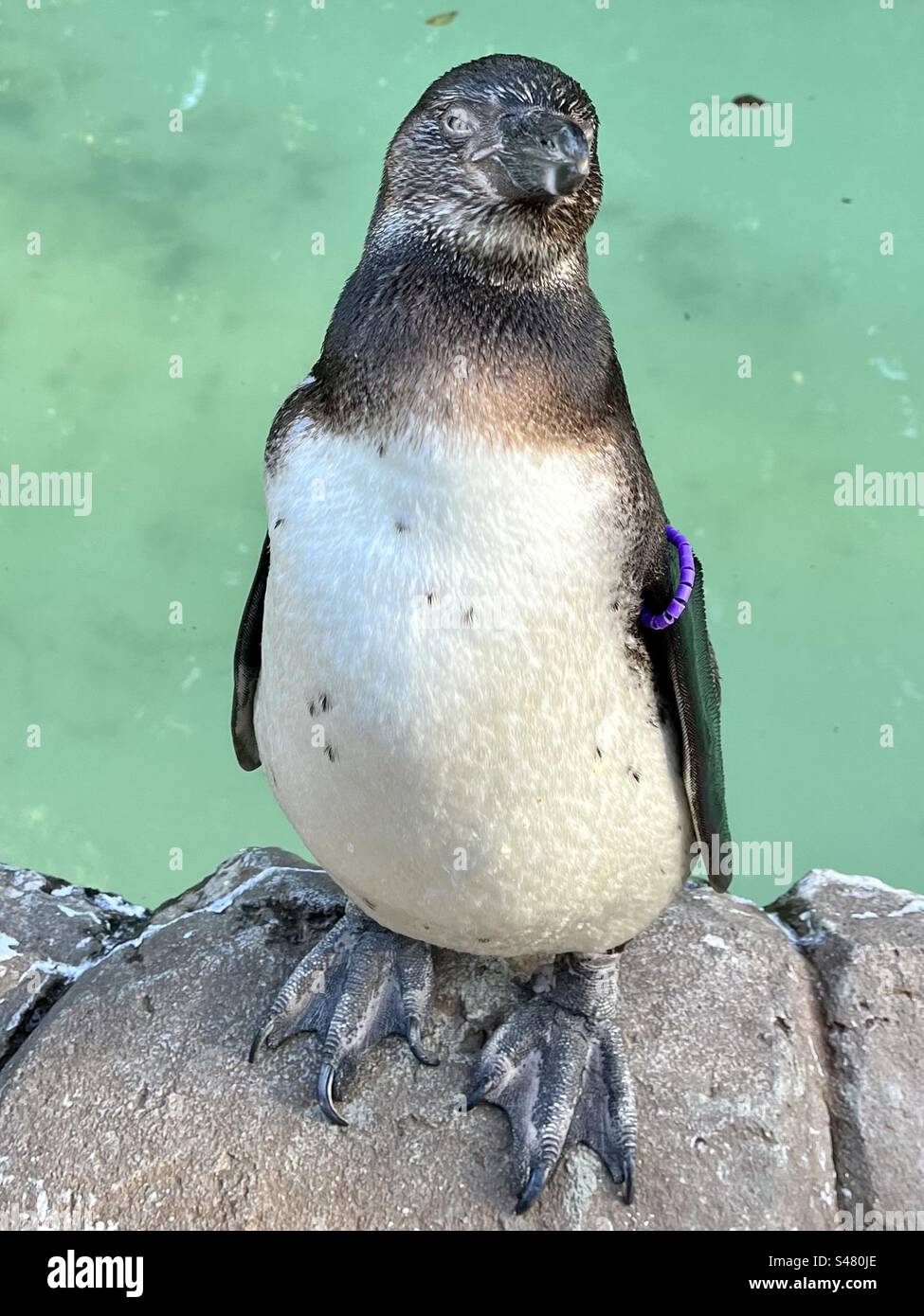 Humboldt penguin - Smartphone Captured Stock Image