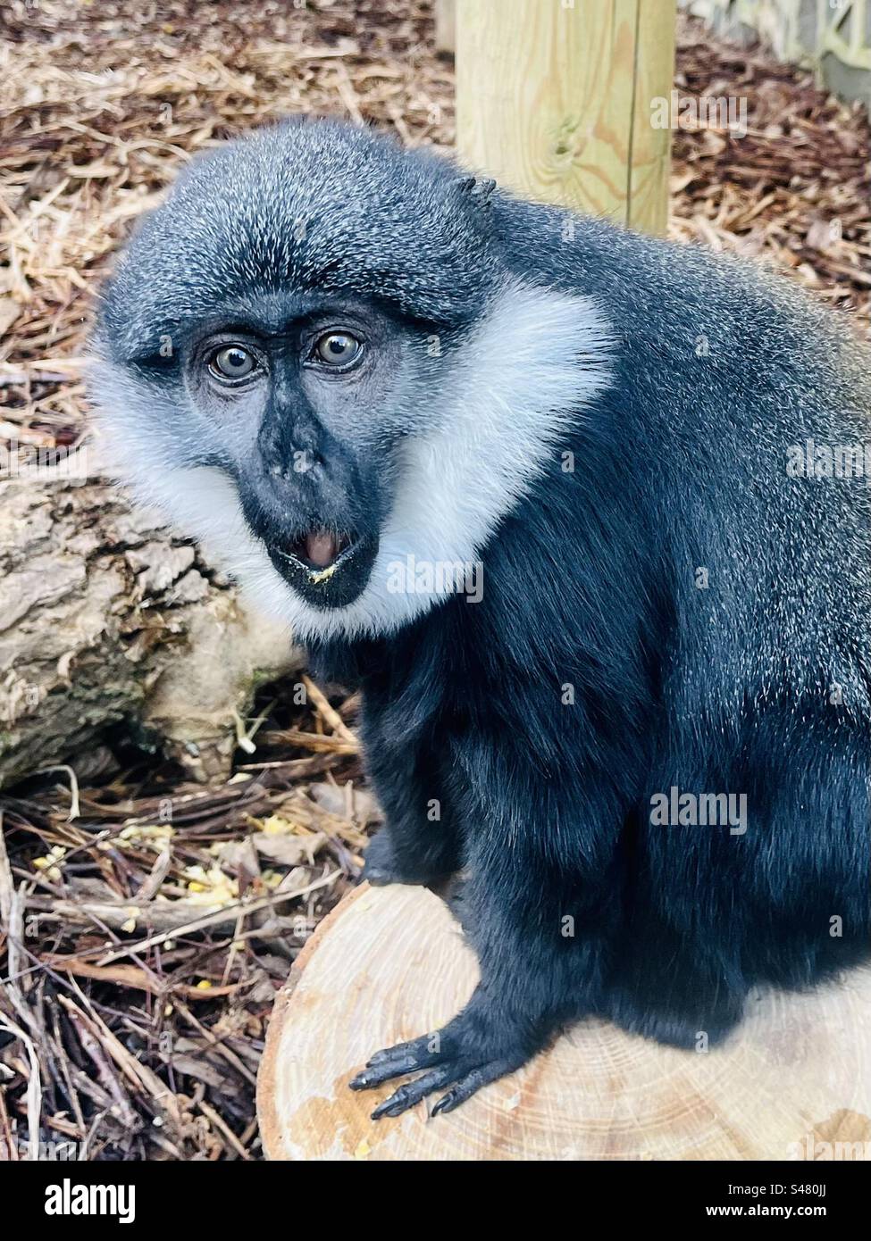 Surprised L’Hoest’s Monkey Stock Photo