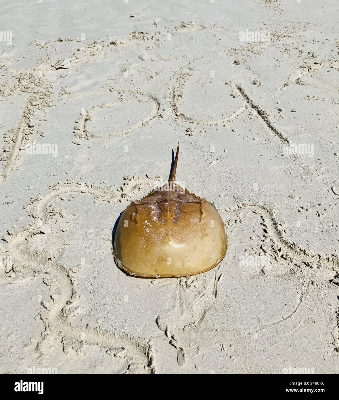 A horseshoe crab on the white sands of Punta Mosquito on Holbox Island, Quintana Roo, Mexico. - Smartphone Captured Stock Image