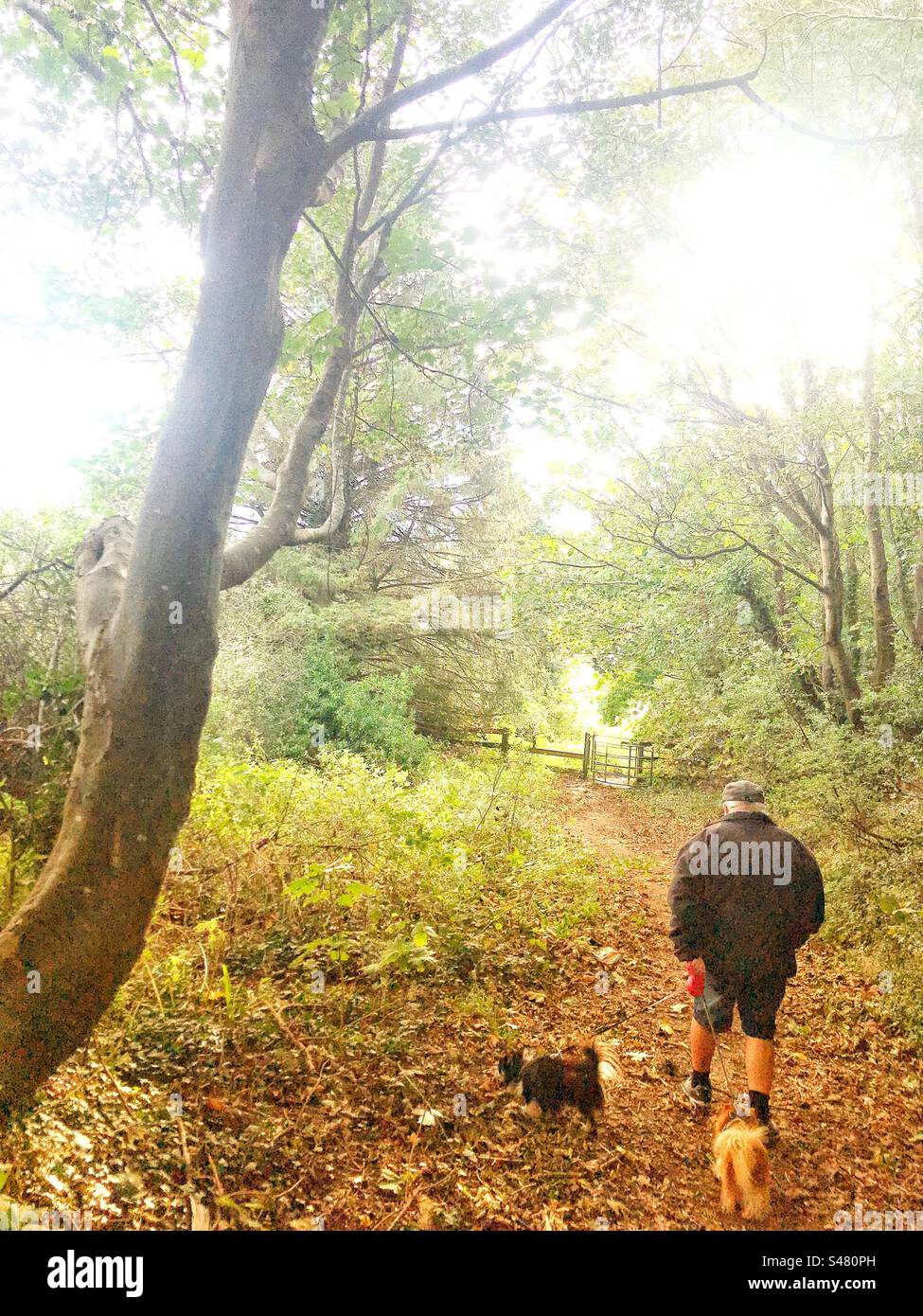 early  morning walk in autumn with two dogs - Smartphone Captured Stock Image